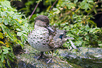 common teal