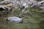 swimming Common Teal