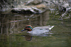 swimming Common Teal