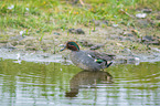 common teal