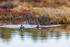 Common teals