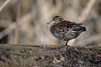 common teal