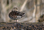 common teal