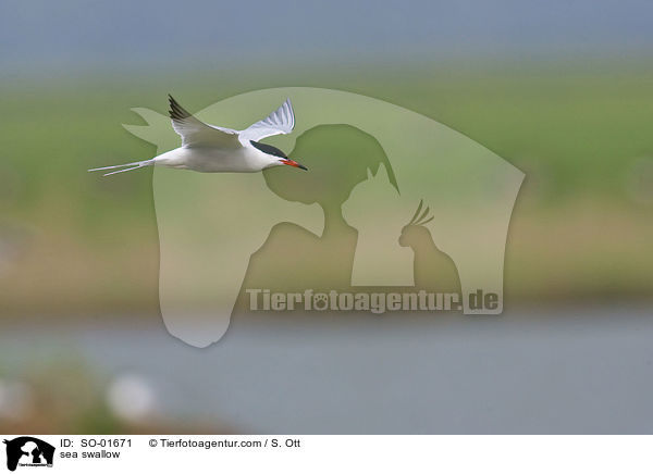 Fluss- Seeschwalbe / sea swallow / SO-01671