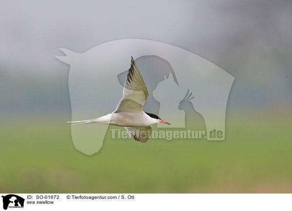 Fluss- Seeschwalbe / sea swallow / SO-01672