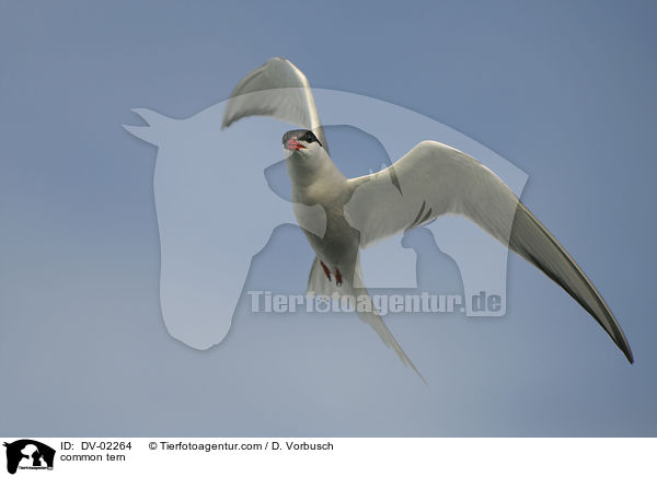 common tern / DV-02264
