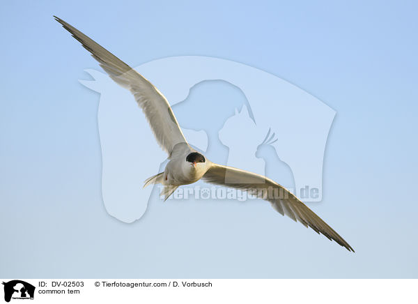 common tern / DV-02503