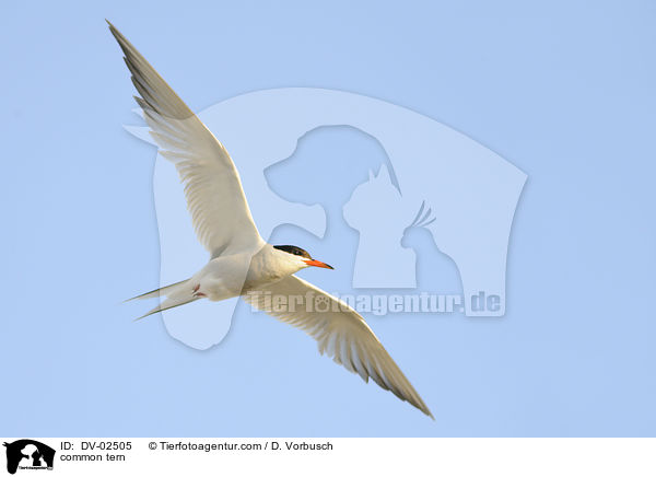 Flu-Seeschwalbe / common tern / DV-02505
