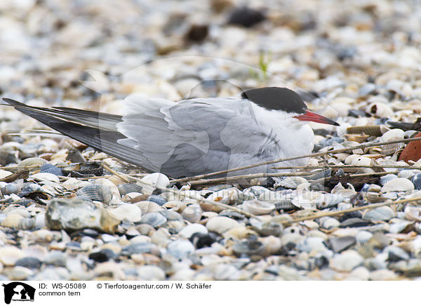 Flu-Seeschwalbe / common tern / WS-05089