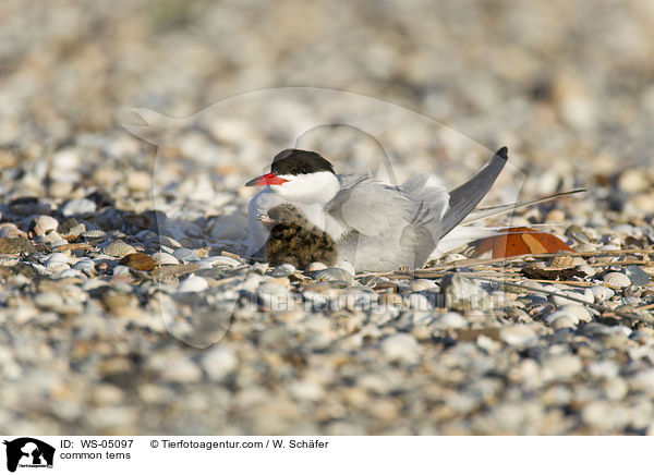 common terns / WS-05097