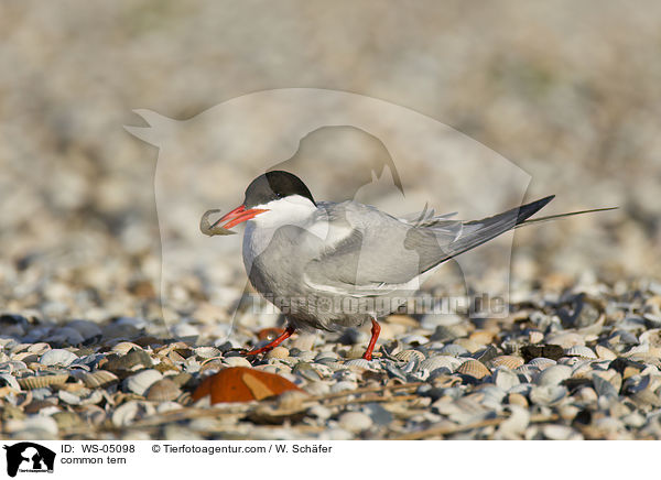 Flu-Seeschwalbe / common tern / WS-05098