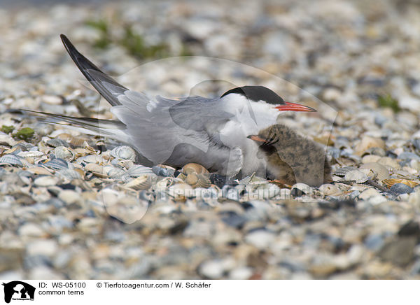 Flu-Seeschwalben / common terns / WS-05100