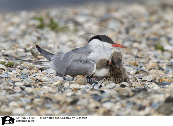 Flu-Seeschwalben / common terns / WS-05101