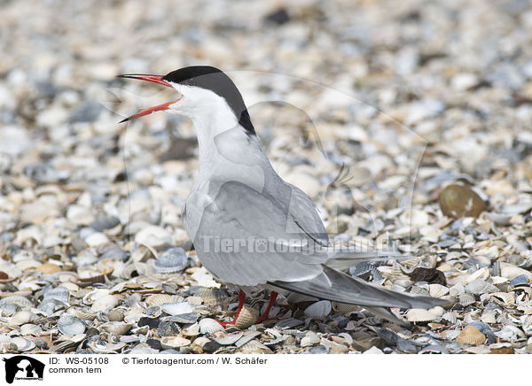 Flu-Seeschwalbe / common tern / WS-05108