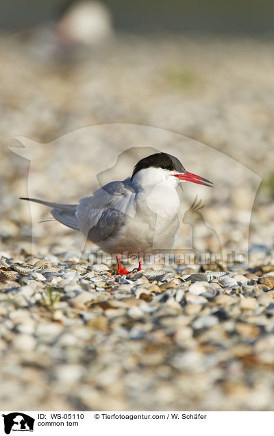 Flu-Seeschwalbe / common tern / WS-05110