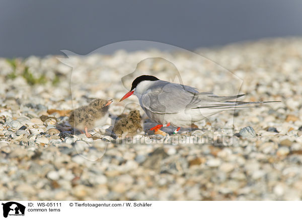 common terns / WS-05111