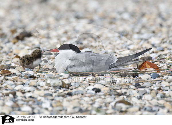 common terns / WS-05113
