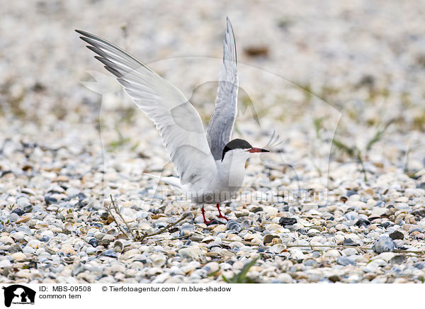 Flu-Seeschwalbe / common tern / MBS-09508