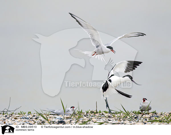 common terns / MBS-09510