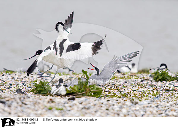 common terns / MBS-09512