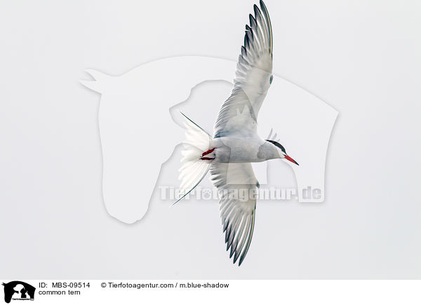 Flu-Seeschwalbe / common tern / MBS-09514