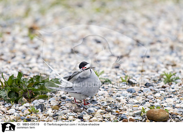 common tern / MBS-09519