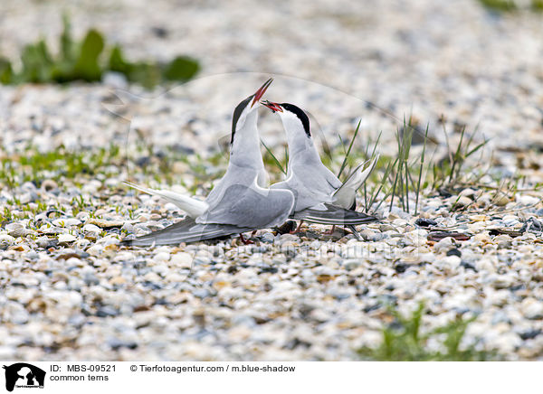 common terns / MBS-09521