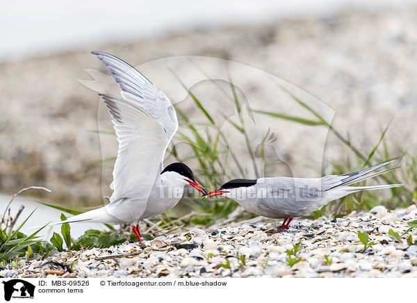Flu-Seeschwalben / common terns / MBS-09526