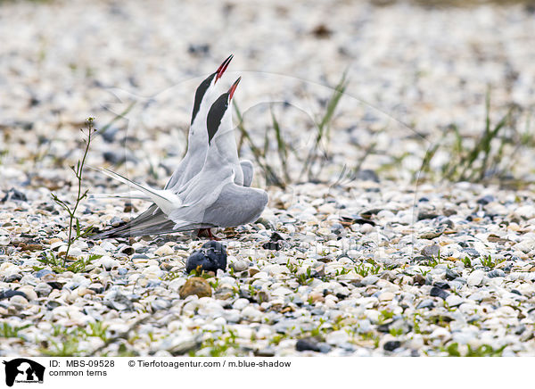 Flu-Seeschwalben / common terns / MBS-09528