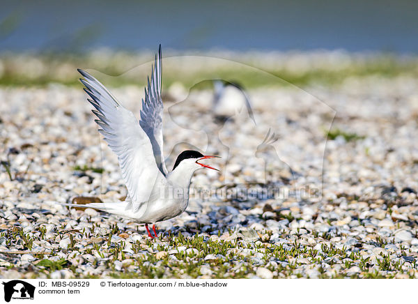 Flu-Seeschwalbe / common tern / MBS-09529