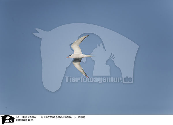 common tern / THA-05567
