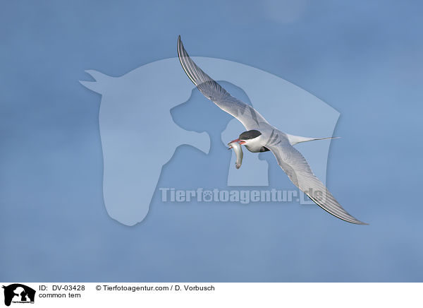 Flu-Seeschwalbe / common tern / DV-03428