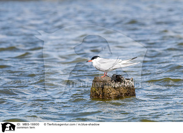 common tern / MBS-18800