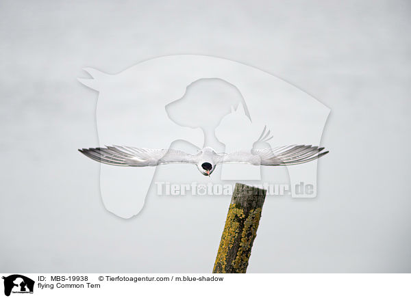 fliegende Flu-Seeschwalbe / flying Common Tern / MBS-19938