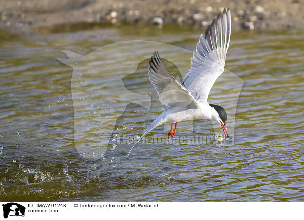 Flu-Seeschwalbe / common tern / MAW-01248