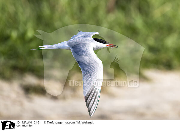 Flu-Seeschwalbe / common tern / MAW-01249