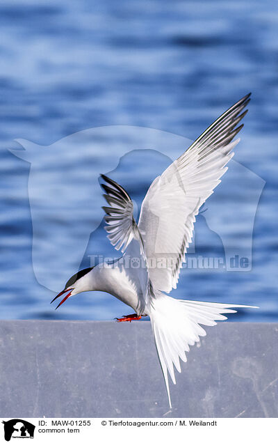 Flu-Seeschwalbe / common tern / MAW-01255