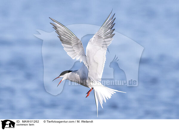 Flu-Seeschwalbe / common tern / MAW-01262