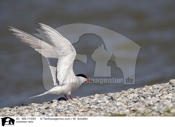 Flussseeschwalbe / common tern / WS-11050
