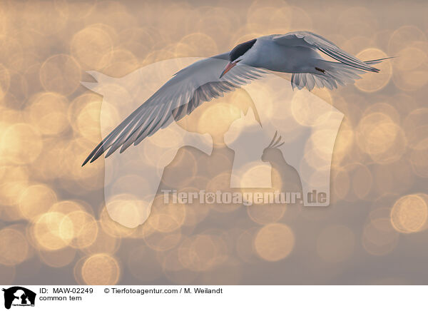 Flussseeschwalbe / common tern / MAW-02249