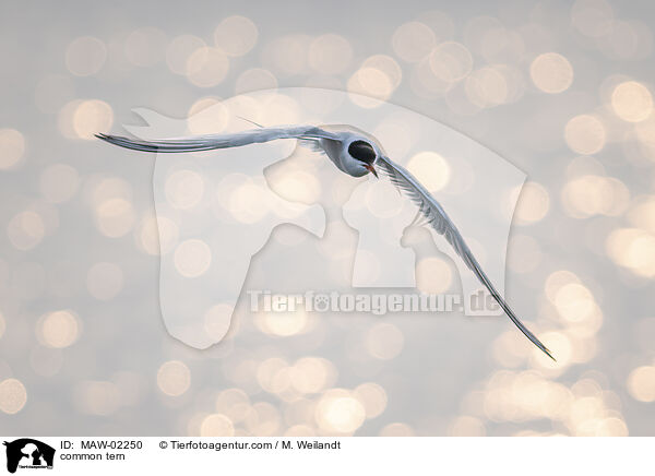 Flussseeschwalbe / common tern / MAW-02250