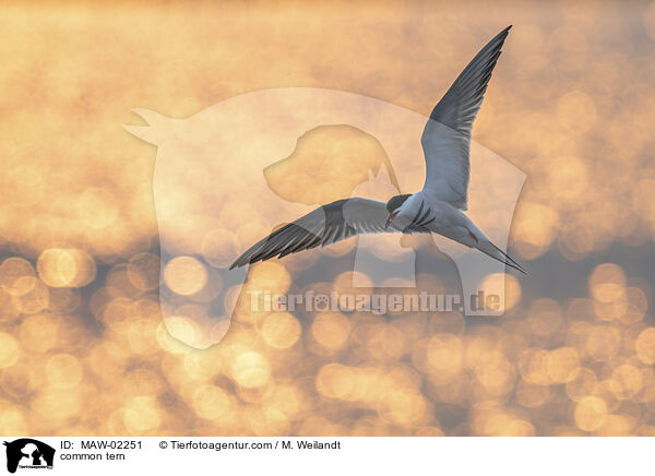 Flussseeschwalbe / common tern / MAW-02251