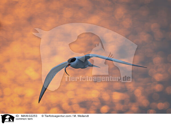 Flussseeschwalbe / common tern / MAW-02253