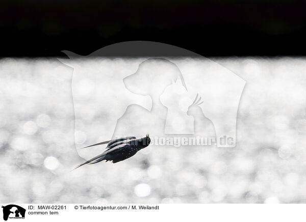 Flussseeschwalbe / common tern / MAW-02261