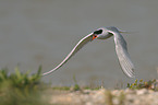 common tern