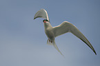 common tern