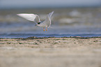 common tern