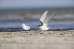 common tern