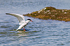 common tern