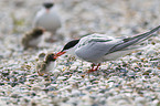 common terns